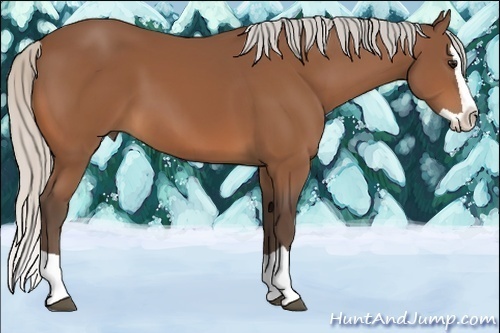 Horse Color:Silver Bay Splash 