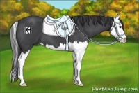 Horse Color:Blue Roan Splash 