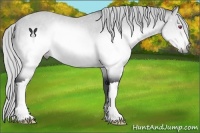 Horse Color:Silver Brown Chinchilla