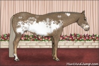 Horse Color:Chocolate Palomino Frame 