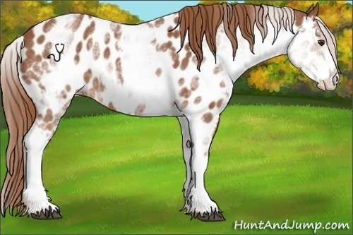 Horse Color:White Spotted Chestnut Appaloosa 