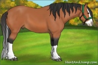 Horse Color:Bay Splash 