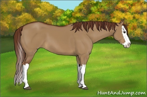 Horse Color:Red Dun Splash 