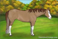 Horse Color:Red Dun Splash