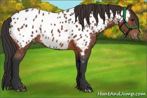 Horse Color:Bay Near Leopard