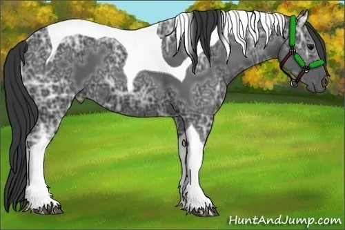 Horse Color:Black Ice Tobiano 