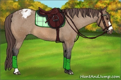 Horse Color:Bay Dun Varnish 
