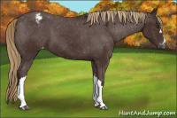 Horse Color:Gray Chestnut Appaloosa 