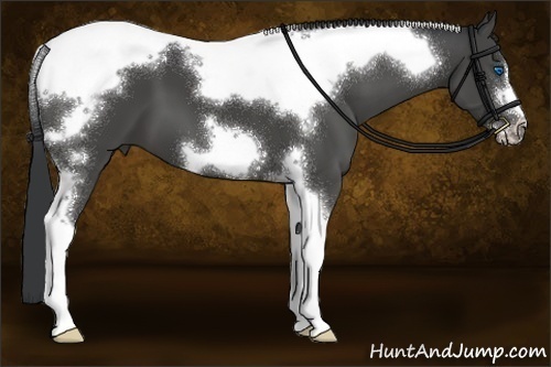 Horse Color:Black Tobiano Frame 