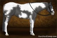 Horse Color:Black Tobiano Frame