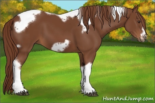 Horse Color:Chestnut Tobiano Frame