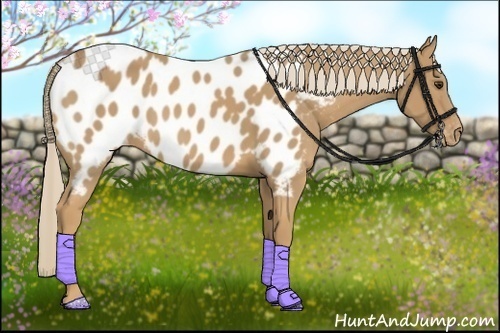 Horse Color:Palomino Appaloosa 