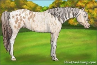 Horse Color:Amber Champagne Dun Rabicano  and Amber Champagne Appaloosa 