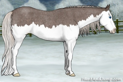 Horse Color:Silver Blue Roan Splash