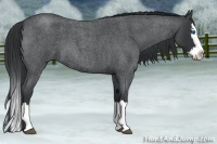 Horse Color:Blue Roan Splash 