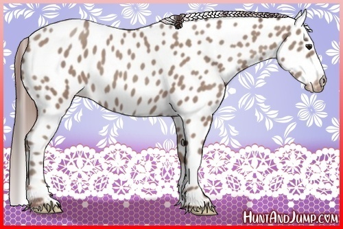 Horse Color:Classic Champagne Appaloosa 