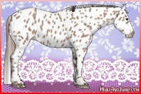 Horse Color:Classic Champagne Appaloosa 