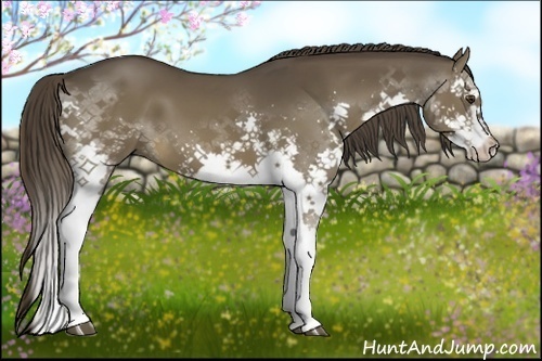 Horse Color:Liver Chestnut Splash 