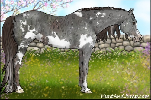 Horse Color:White Spotted Liver Chestnut Ice Frame 