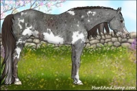 Horse Color:White Spotted Liver Chestnut Ice Frame