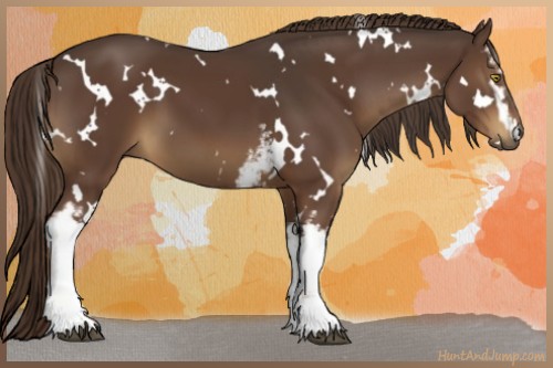 Horse Color:White Spotted Liver Chestnut