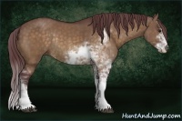 Horse Color:Chocolate Brown Dun Sabino Rabicano