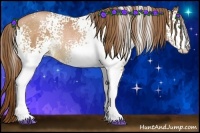 Horse Color:White Spotted Bay Pearl Sabino Rabicano