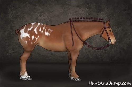 Horse Color:Chestnut Sabino Appaloosa
