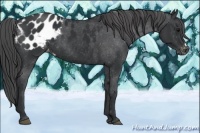 Horse Color:Black Appaloosa 