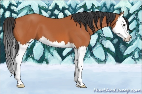 Horse Color:Bay Splash 