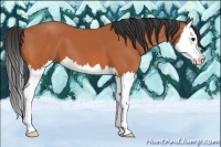 Horse Color:Bay Splash 