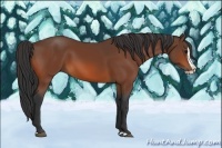 Horse Color:Bay Splash 