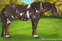 Horse Color:White Spotted Liver Chestnut