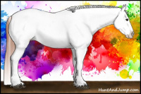 Horse Color:Bay Roan Appaloosa 