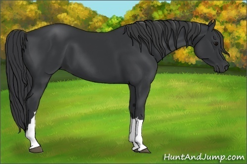 Horse Color:Black 