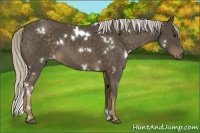 Horse Color:White Spotted Chocolate Palomino