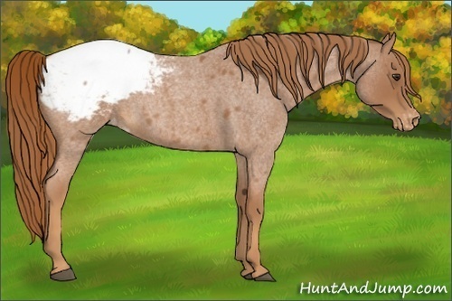 Horse Color:Red Roan Snowcap
