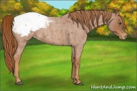 Horse Color:Red Roan Appaloosa 