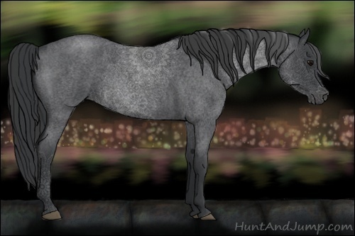 Horse Color:Blue Roan