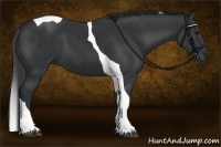 Horse Color:Black Tobiano 
