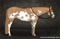 Horse Color:Chestnut Splash Frame