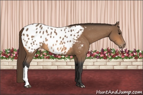 Horse Color:Buckskin Appaloosa 