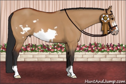 Horse Color:Bay Dun Frame 