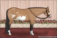 Horse Color:Bay Dun Frame