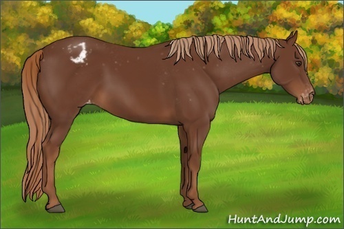 Horse Color:Chestnut Blanket 