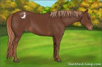 Horse Color:Chestnut Appaloosa 