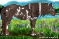 Horse Color:White Spotted Liver Chestnut 