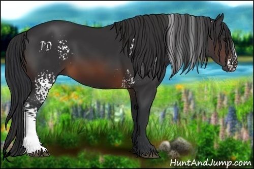 Horse Color:White Spotted Brown 