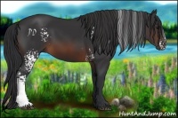 Horse Color:White Spotted Brown 