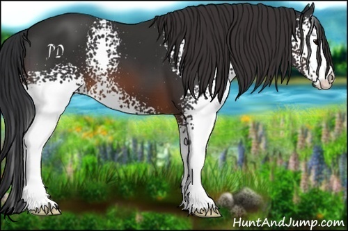 Horse Color:White Spotted Brown